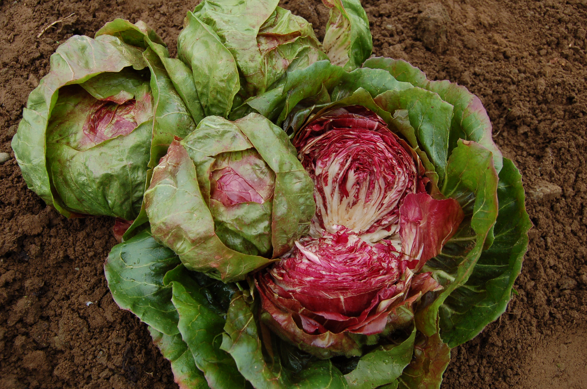Organic Palla Rossa Radicchio, Chicorium intybus